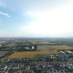 稻田2023
